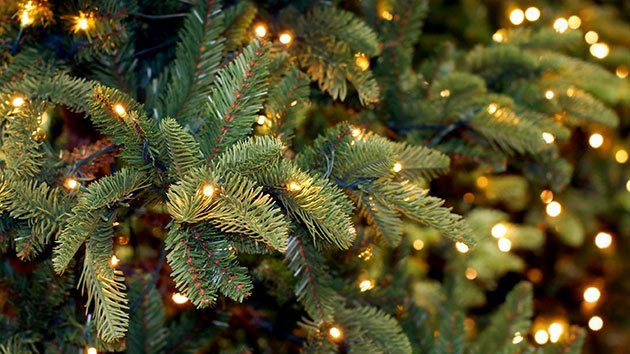 How to Choose The Perfect Christmas Tree Fulfilled Interest