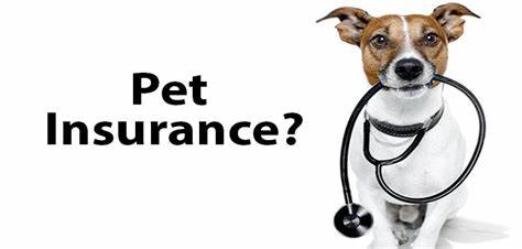 A Guide on How to Get Pet Insurance