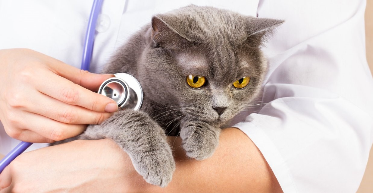 Why should you get cat insurance?