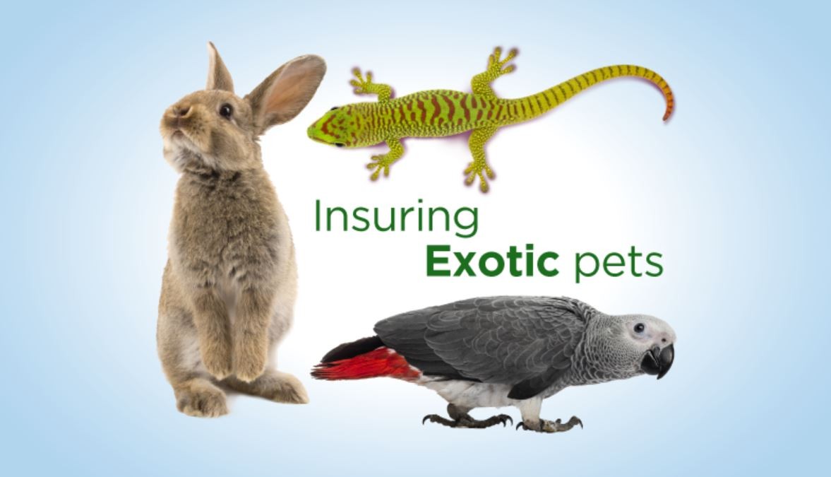 What is Exotic Pet Insurance: A Comprehensive Guide