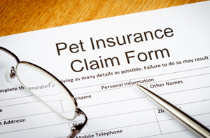 How to File a Pet Insurance Claim
