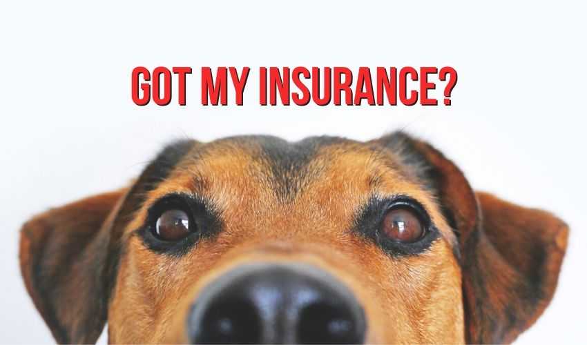 Paws and Protect: The Case for Dog Insurance