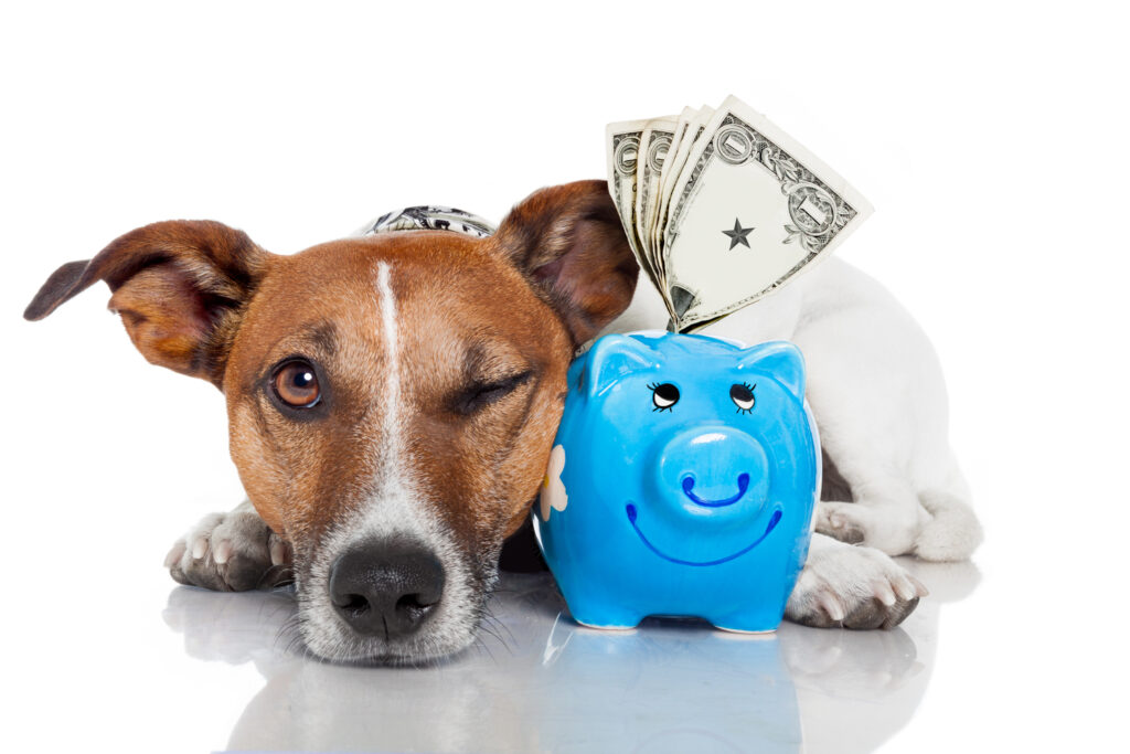 The Top 5 Pet Insurance Companies of 2024